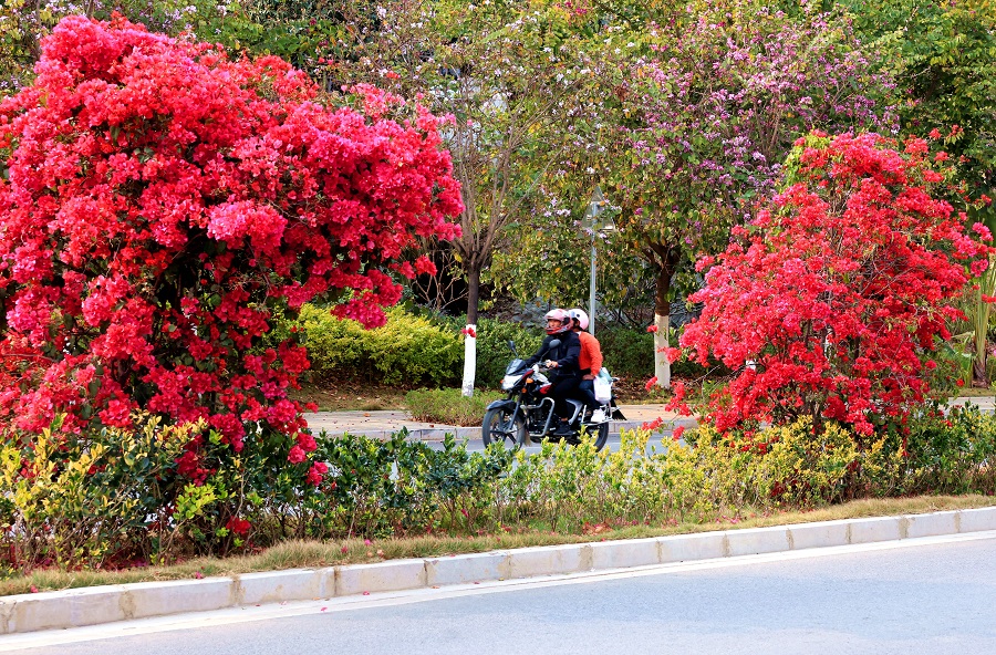 怒江大道花开成海 (2).jpg
