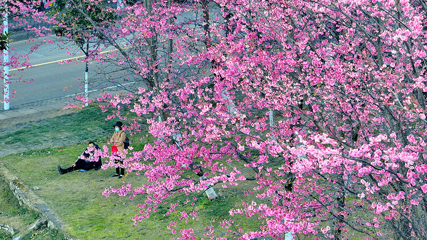 1677804113746106.jpg 大理大学樱花盛放。董孟良摄 (1).jpg