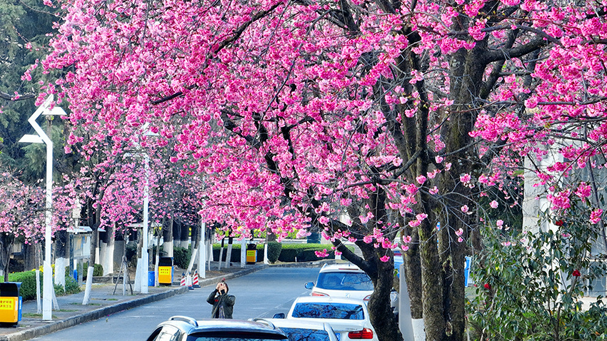 1677804099462591.jpg 大理大学樱花盛放。董孟良摄 (2).jpg