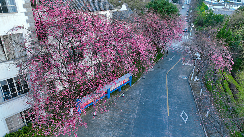 1677804086866998.jpg 大理大学樱花盛放。董孟良摄 (3).jpg