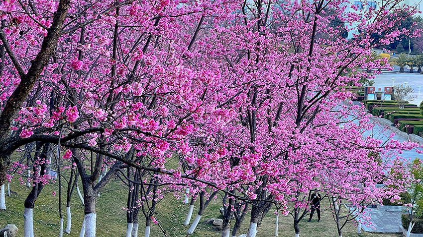 1677804205297310.jpg 大理大学樱花盛放。董孟良摄 (4).jpg