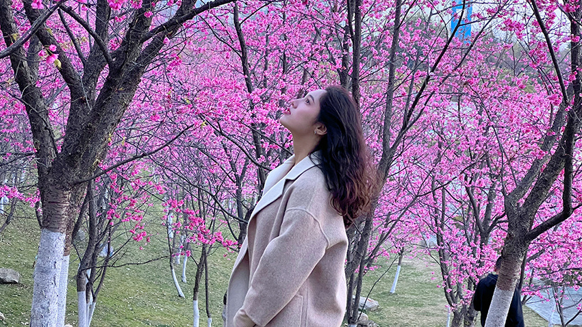 1677804234368997.jpg 大理大学樱花盛放。董孟良摄 (5).jpg