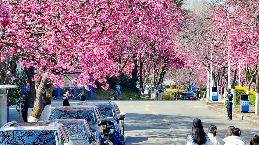 1677804252413991.jpg 大理大学樱花盛放。董孟良摄 (6).jpg