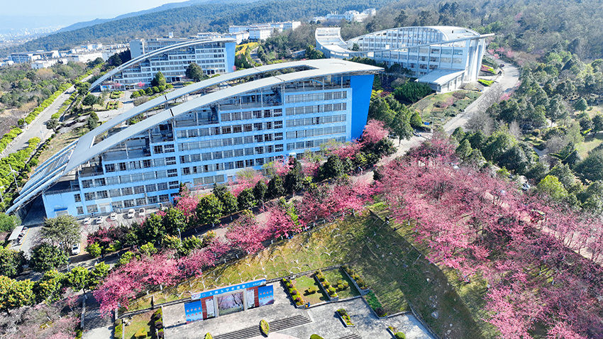 大理大学樱花盛放。董孟良摄 (7).jpg