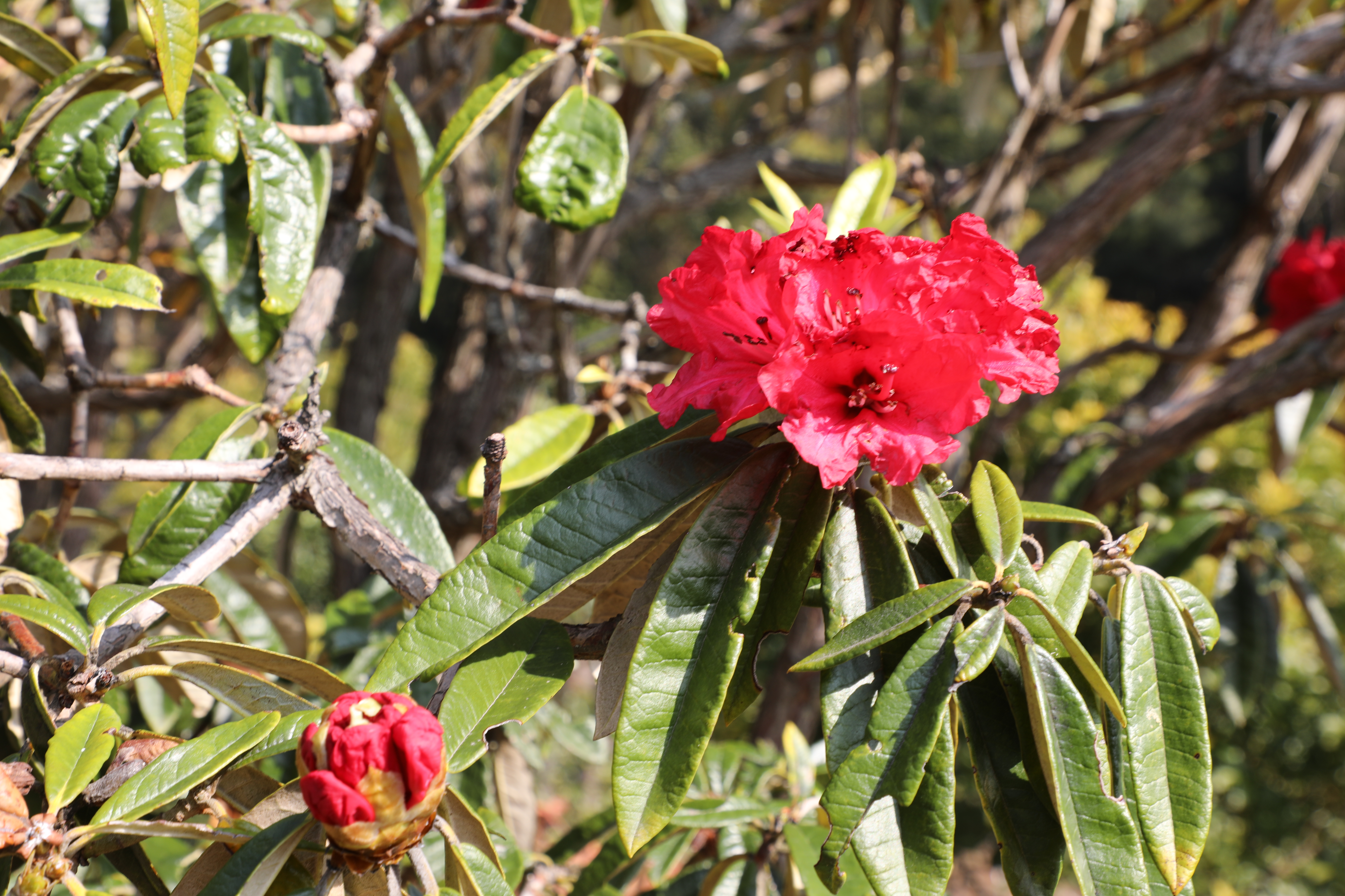 1678178421693142.jpg 去杜鹃花开的地方 景东县融媒体中心供图 (1).JPG