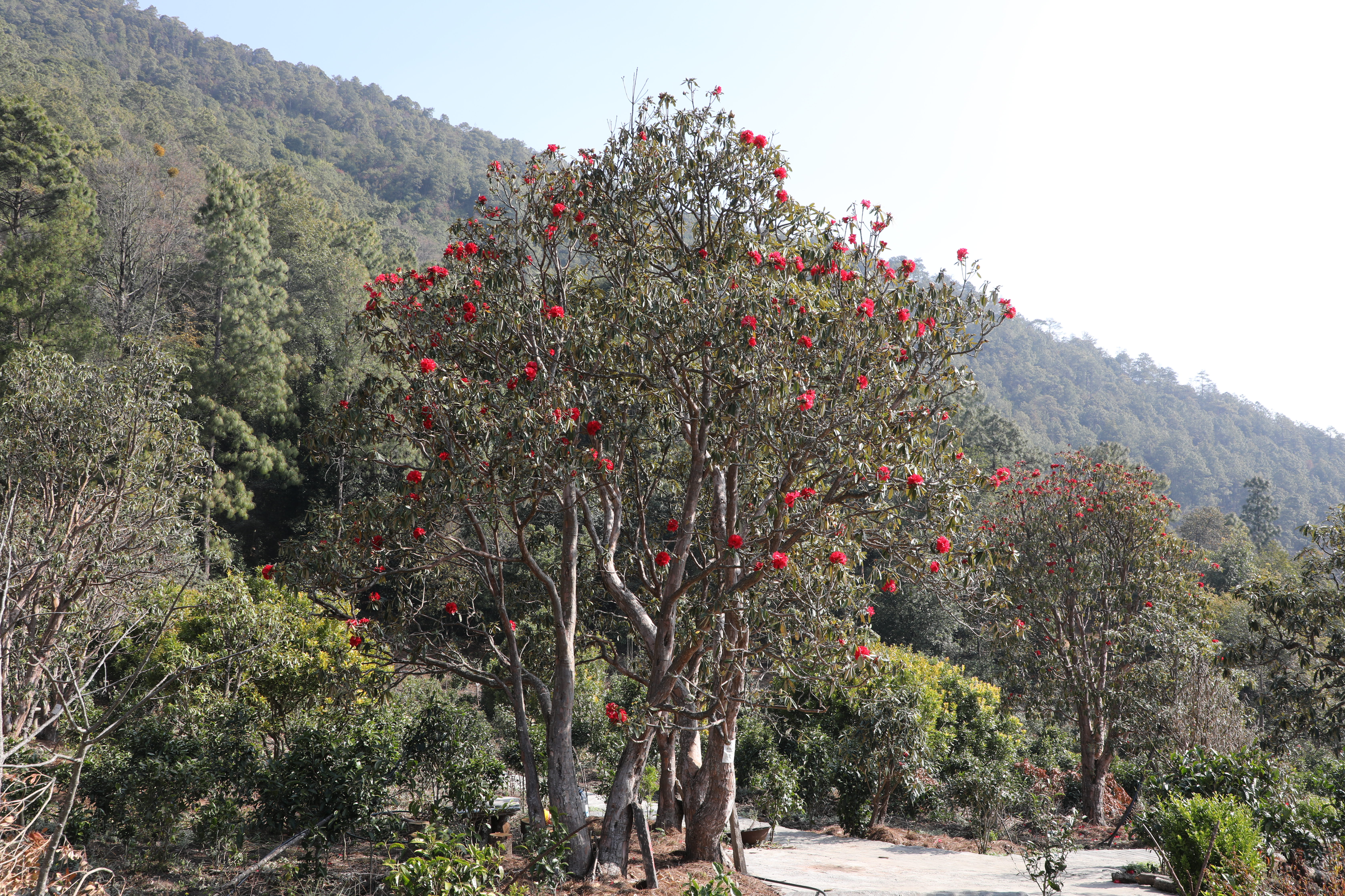 1678178473246705.jpg 去杜鹃花开的地方 景东县融媒体中心供图 (2).JPG