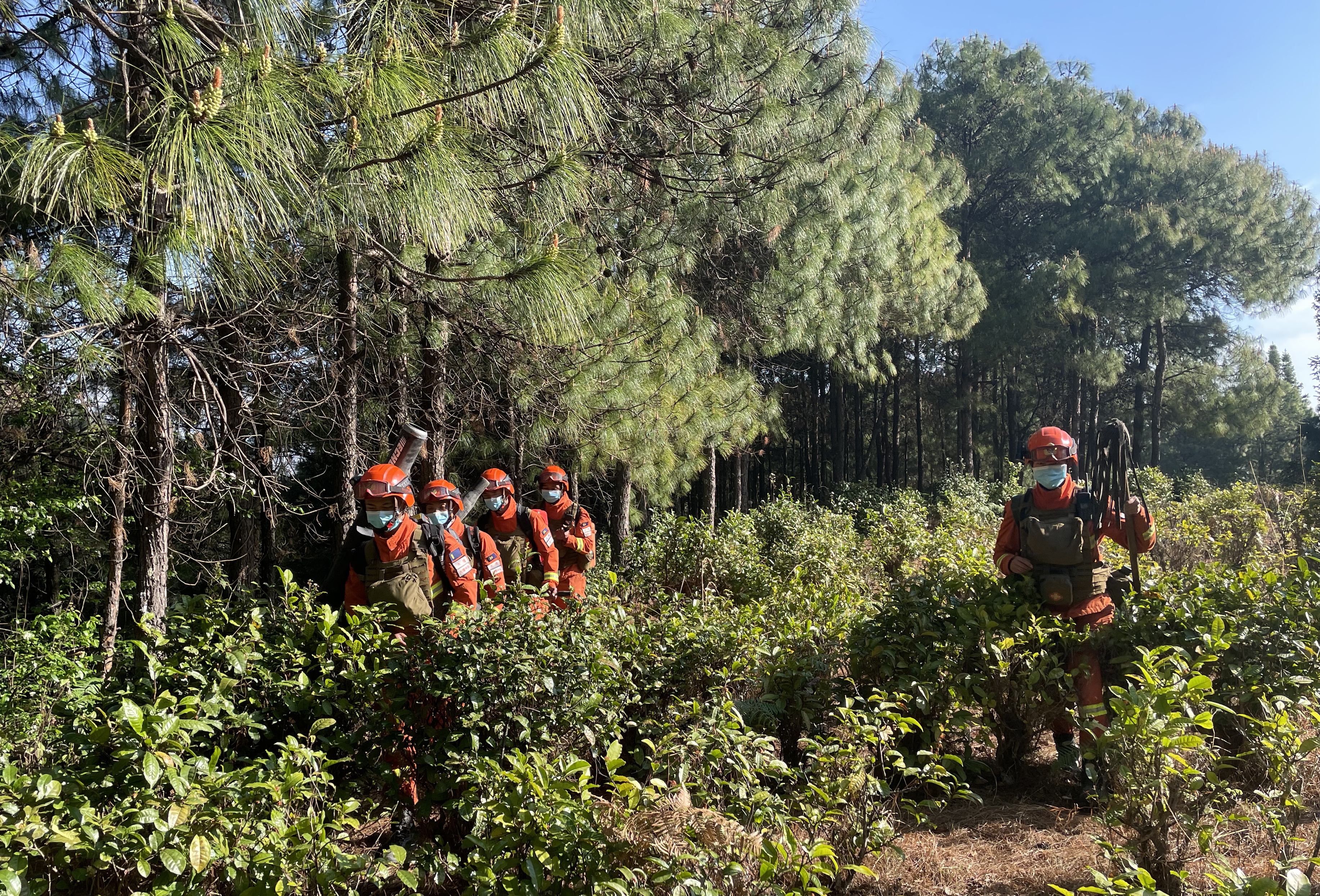 1678751112730055.jpg 3深入林缘的地带.jpg