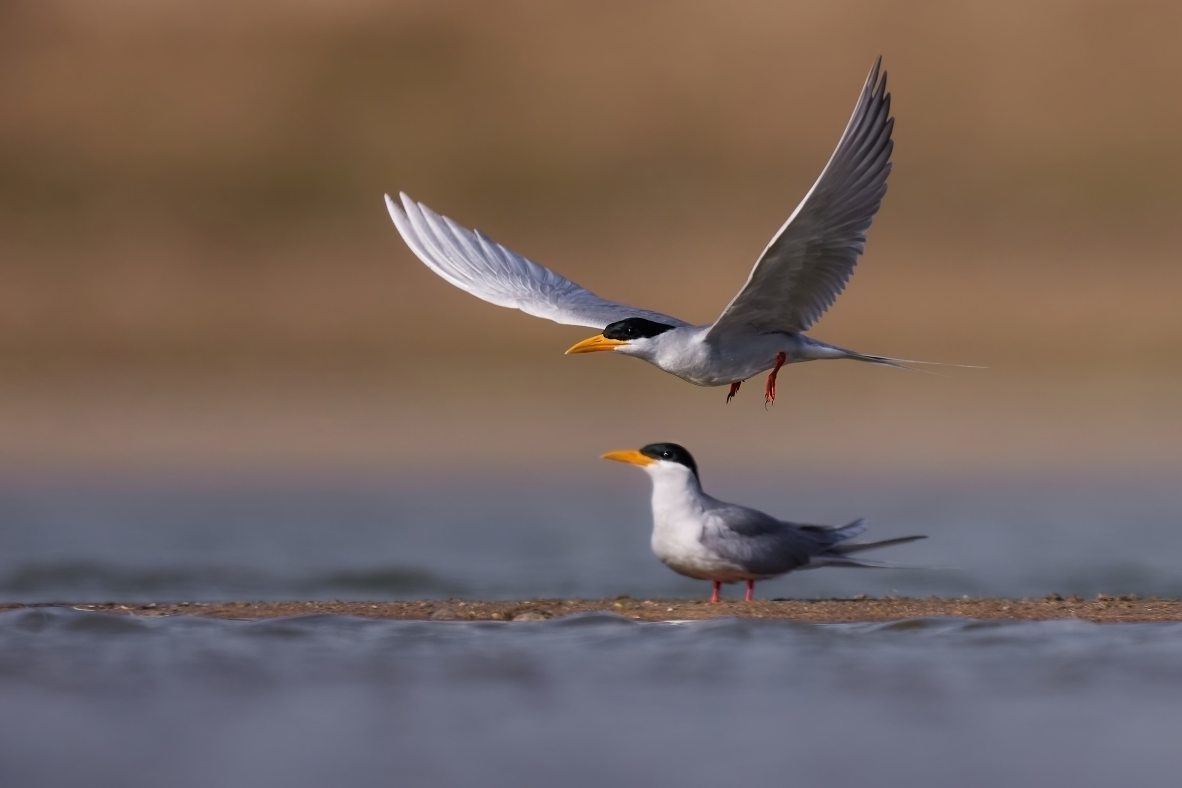 1679012238975794.jpg 河燕鸥。马云摄 (3).jpg