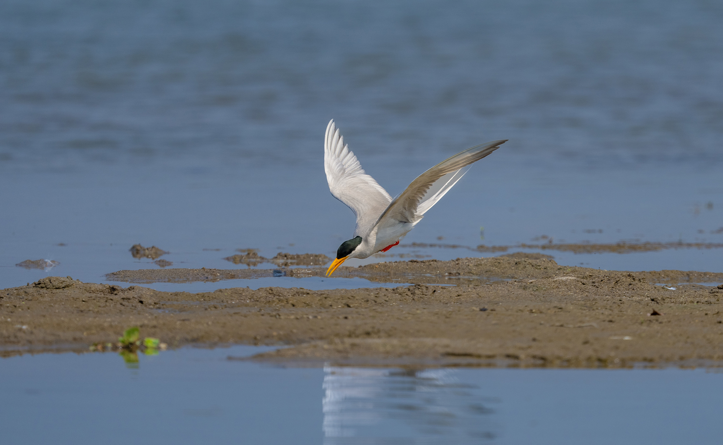 1679012575721037.jpg 河燕鸥。朱边勇摄.jpg