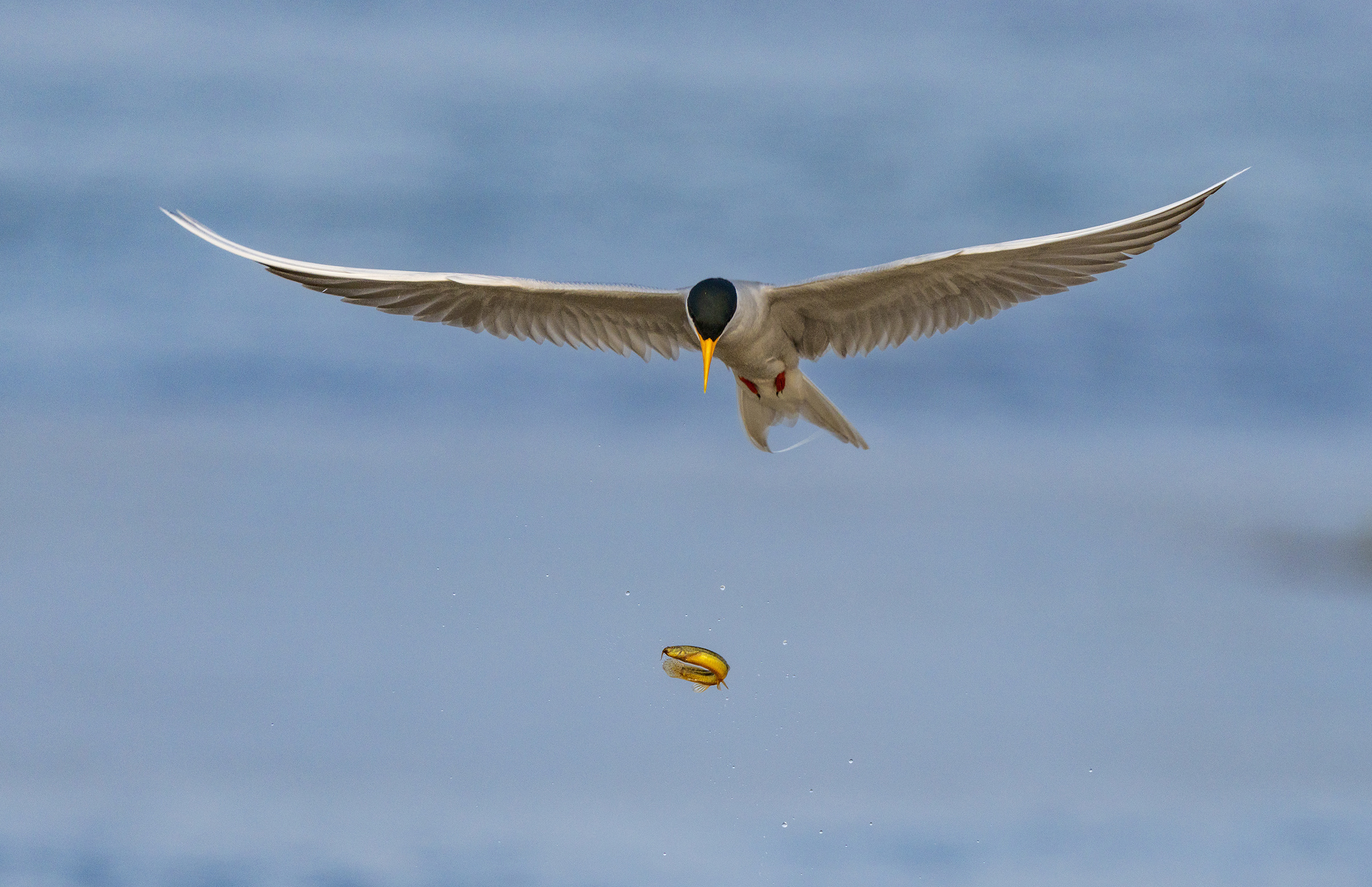 1679012482810983.jpg 河燕鸥捕鱼瞬间。朱边勇摄 (6).jpg
