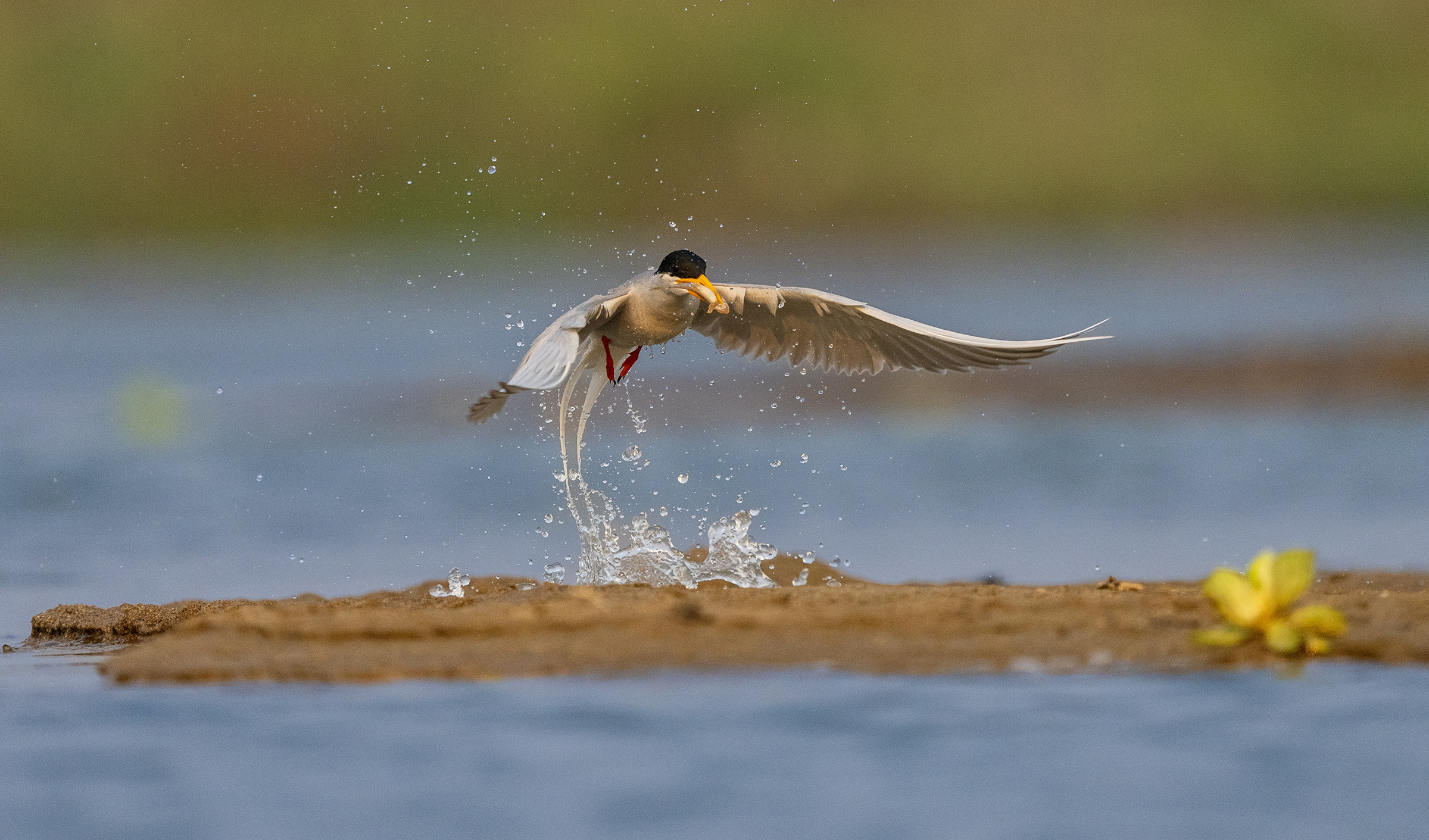 1679012512894258.jpg 河燕鸥捕鱼瞬间。朱边勇摄 (7).jpg