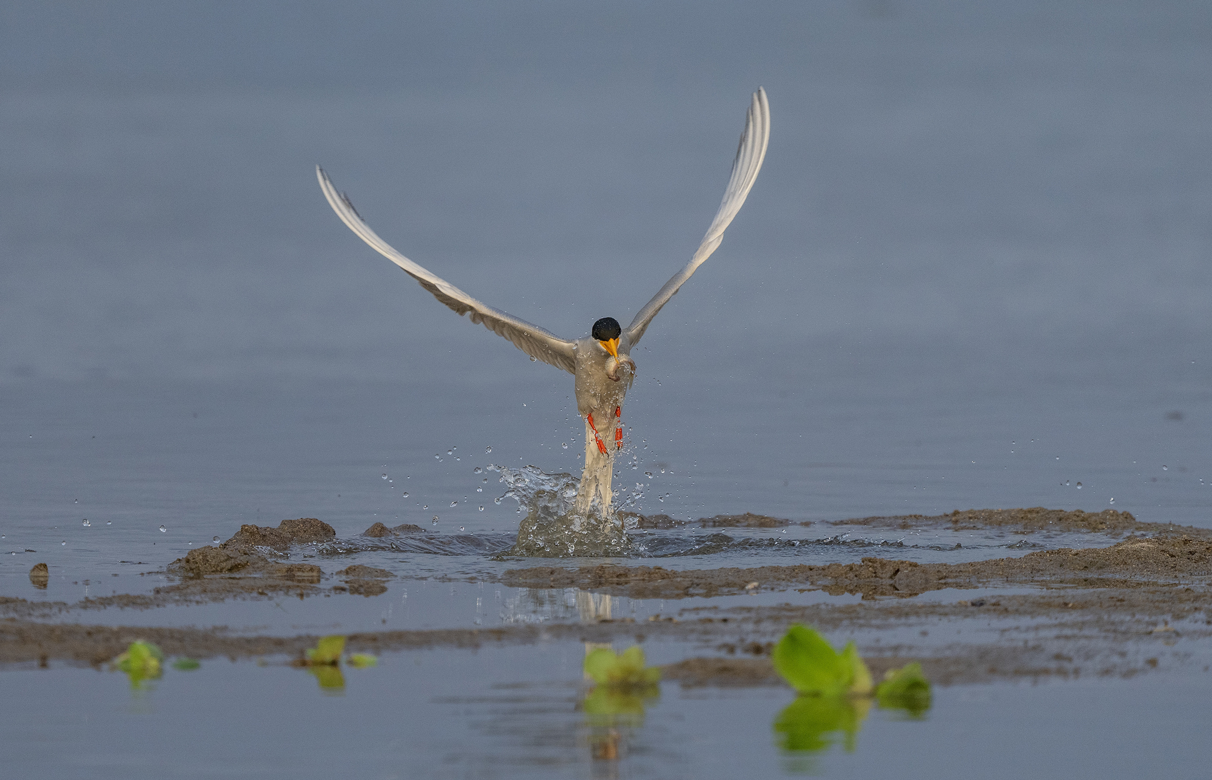 1679012537855745.jpg 河燕鸥捕鱼瞬间。朱边勇摄 (8).jpg