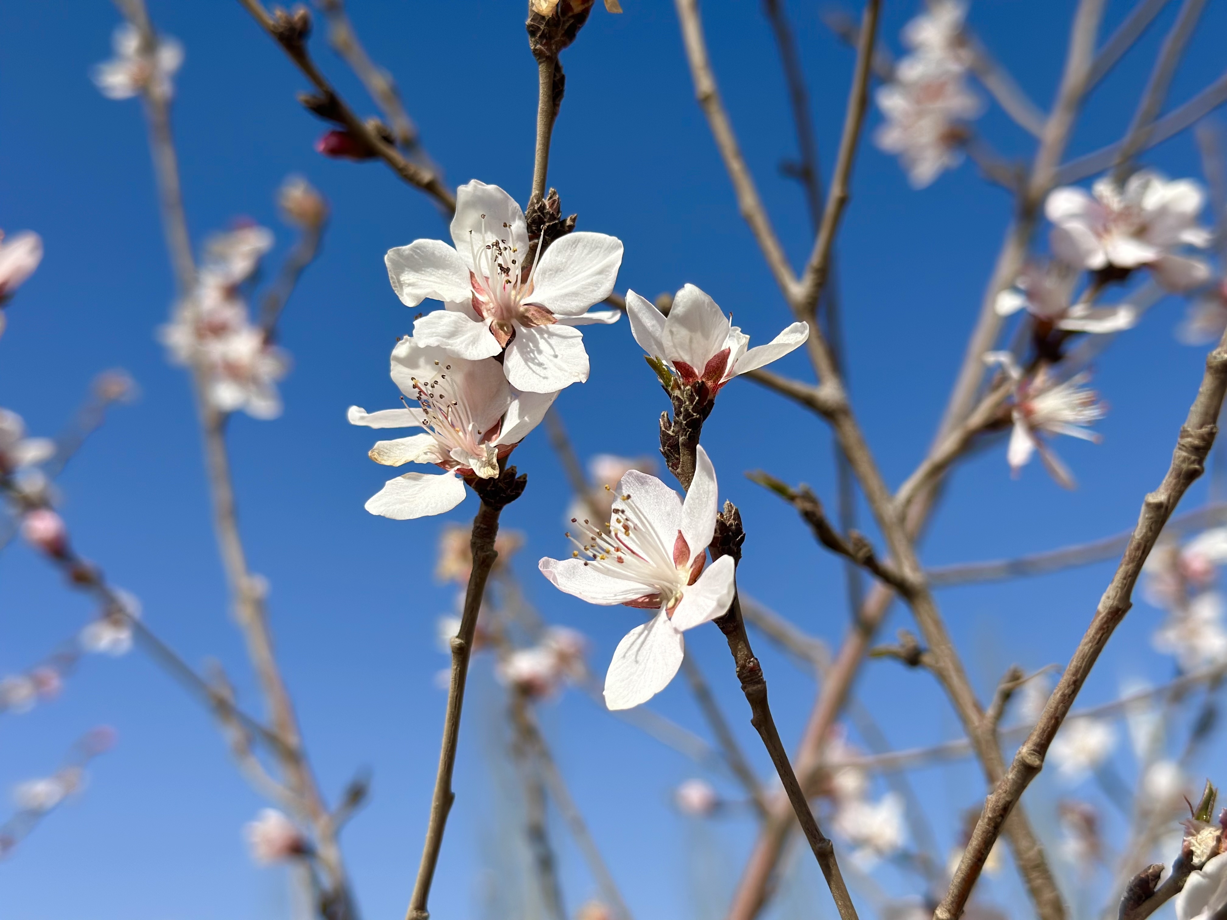 1680074409517480.jpeg WechatIMG1885.jpeg