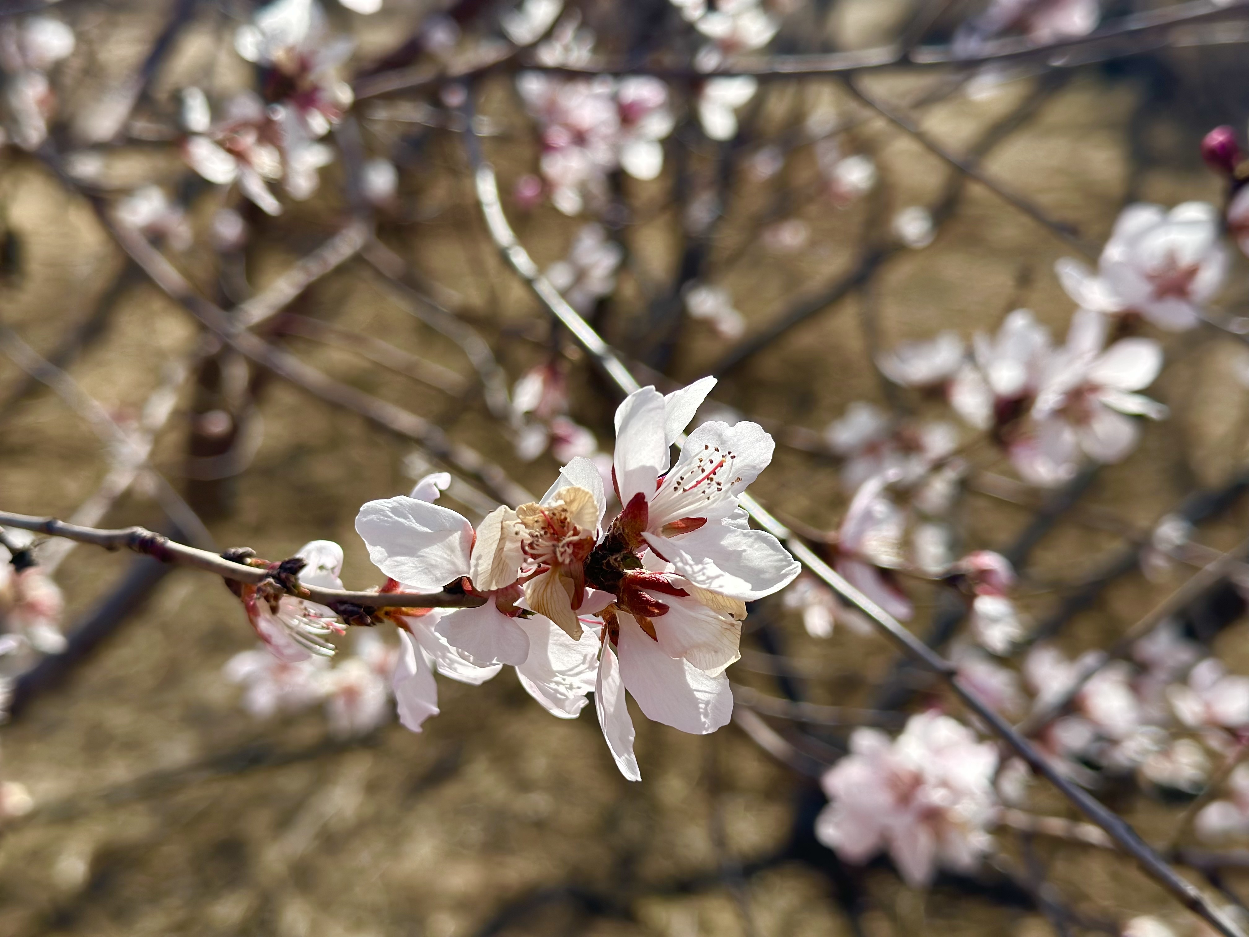 1680074450517613.jpeg WechatIMG1887.jpeg