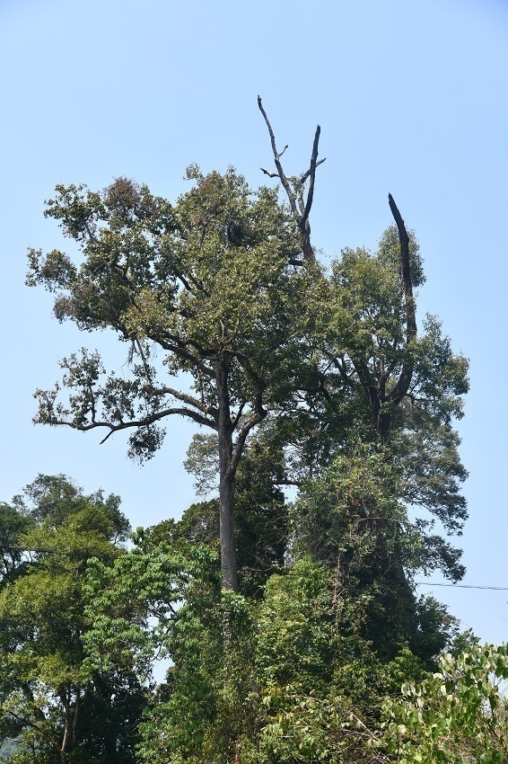 盈江柳安 丁洪波摄 (1).jpg