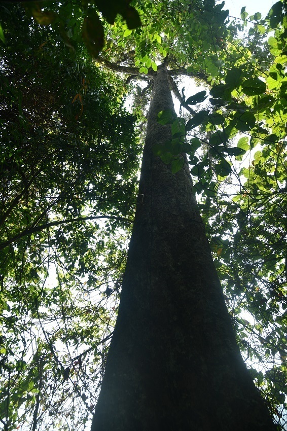 盈江柳安 丁洪波摄 (2).jpg