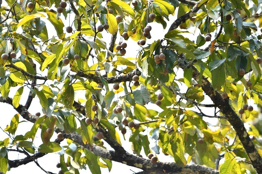 盈江柳安 龚强帮摄 (1).JPG