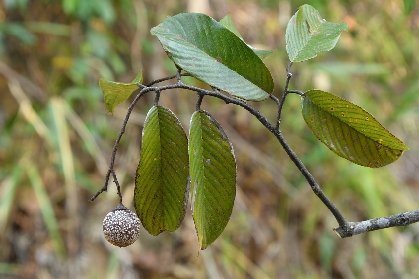 盈江柳安 龚强帮摄 (2).JPG