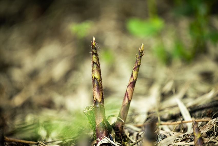 新鲜的竹笋正等待采收。人民网记者 程浩摄 (2).jpg