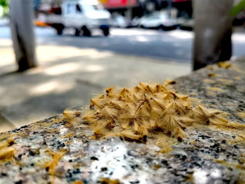 一问才知道,原来是又到了街上的梧桐树开始飞毛的季节……武汉市第四