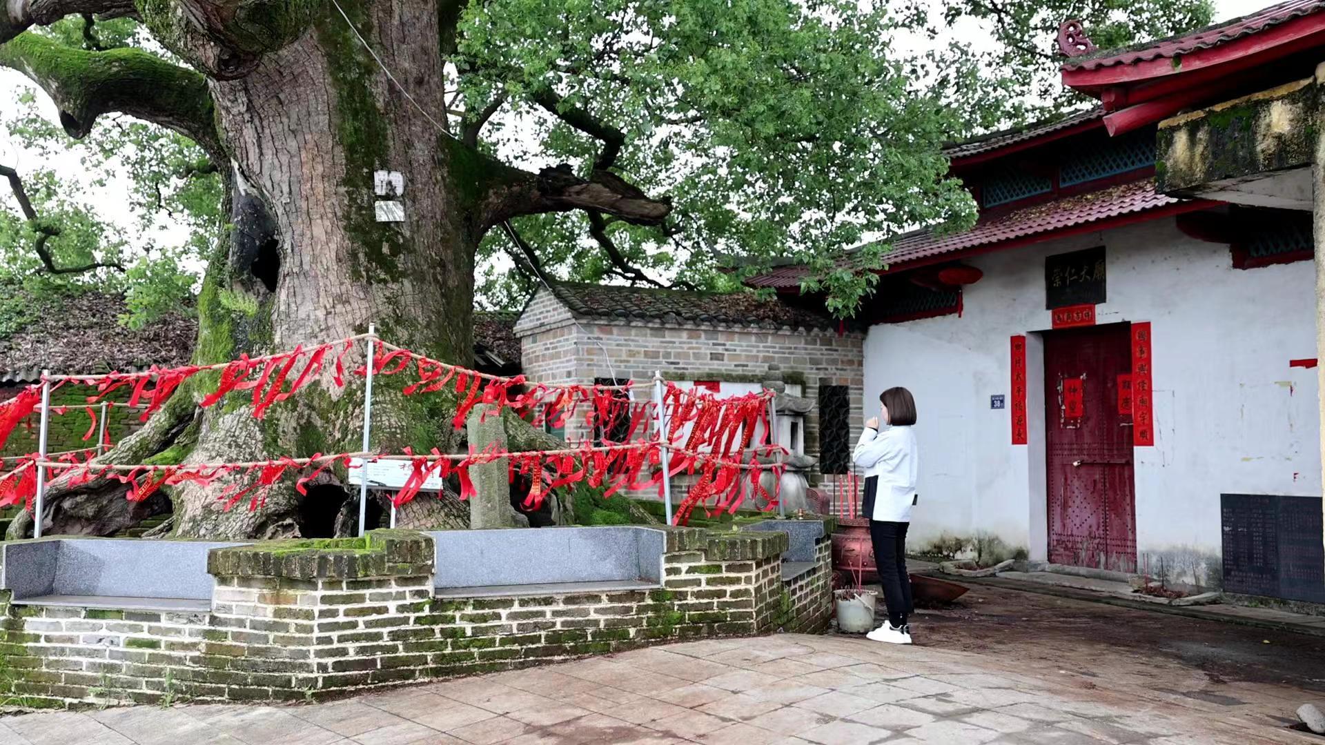 1683252439217724.jpg 游客在古樟前结带祈福.jpg