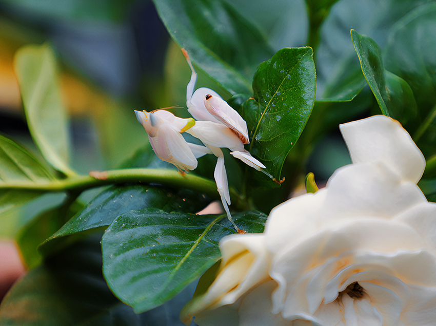 1683678308481141.jpg 兰花螳螂 刘思瑞摄 (1).jpg