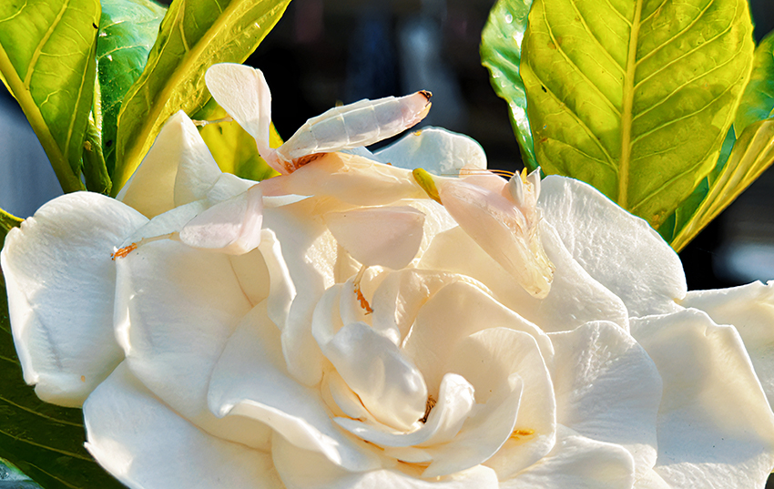 1683678331605328.jpg 兰花螳螂 刘思瑞摄 (4).jpg