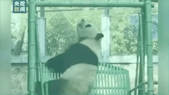 “西直门三太子”，你也太费玩具了！ -  - 2023-05-10 15-16-35.gif