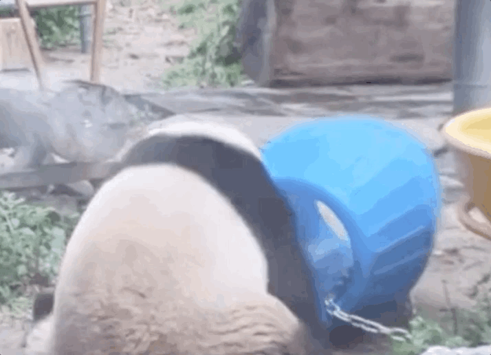 “西直门三太子”，你也太费玩具了！ -  - 2023-05-10 15-16-43.gif