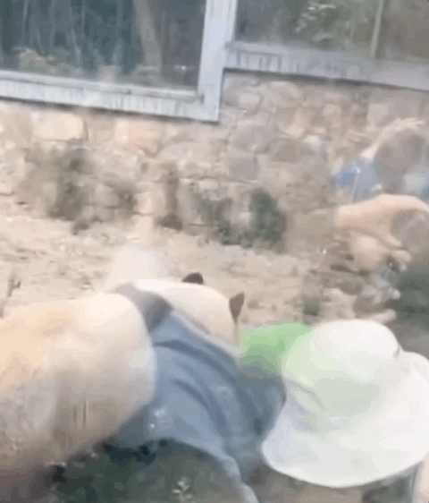 “西直门三太子”，你也太费玩具了！ -  - 2023-05-10 15-16-49.gif