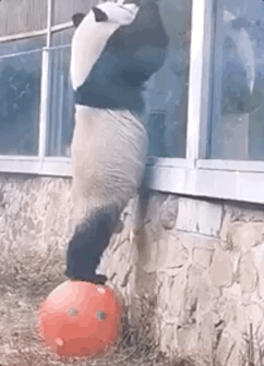 “西直门三太子”，你也太费玩具了！ -  - 2023-05-10 15-16-53.gif