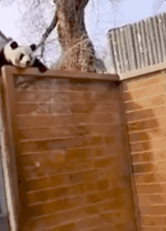 “西直门三太子”，你也太费玩具了！ -  - 2023-05-10 15-16-54.gif