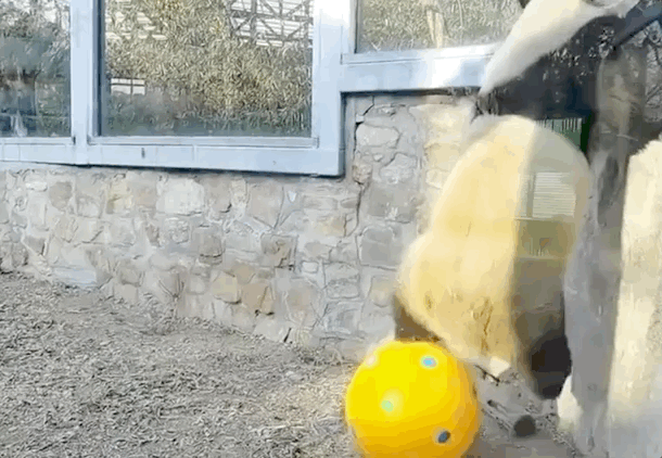 “西直门三太子”，你也太费玩具了！ -  - 2023-05-10 15-17-00.gif