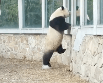 “西直门三太子”，你也太费玩具了！ -  - 2023-05-10 15-17-03.gif