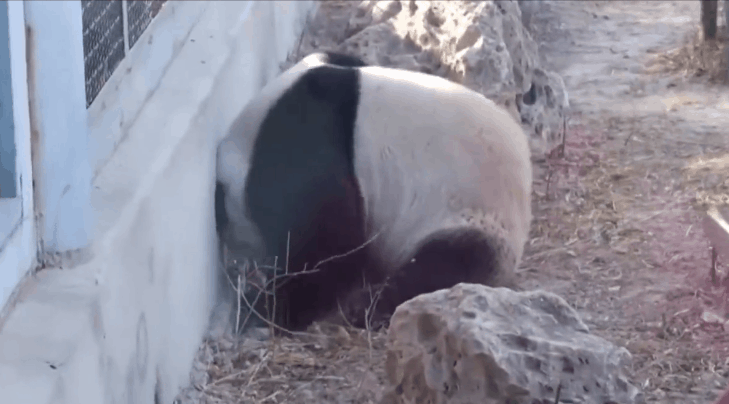 “西直门三太子”，你也太费玩具了！ -  - 2023-05-10 15-17-07.gif