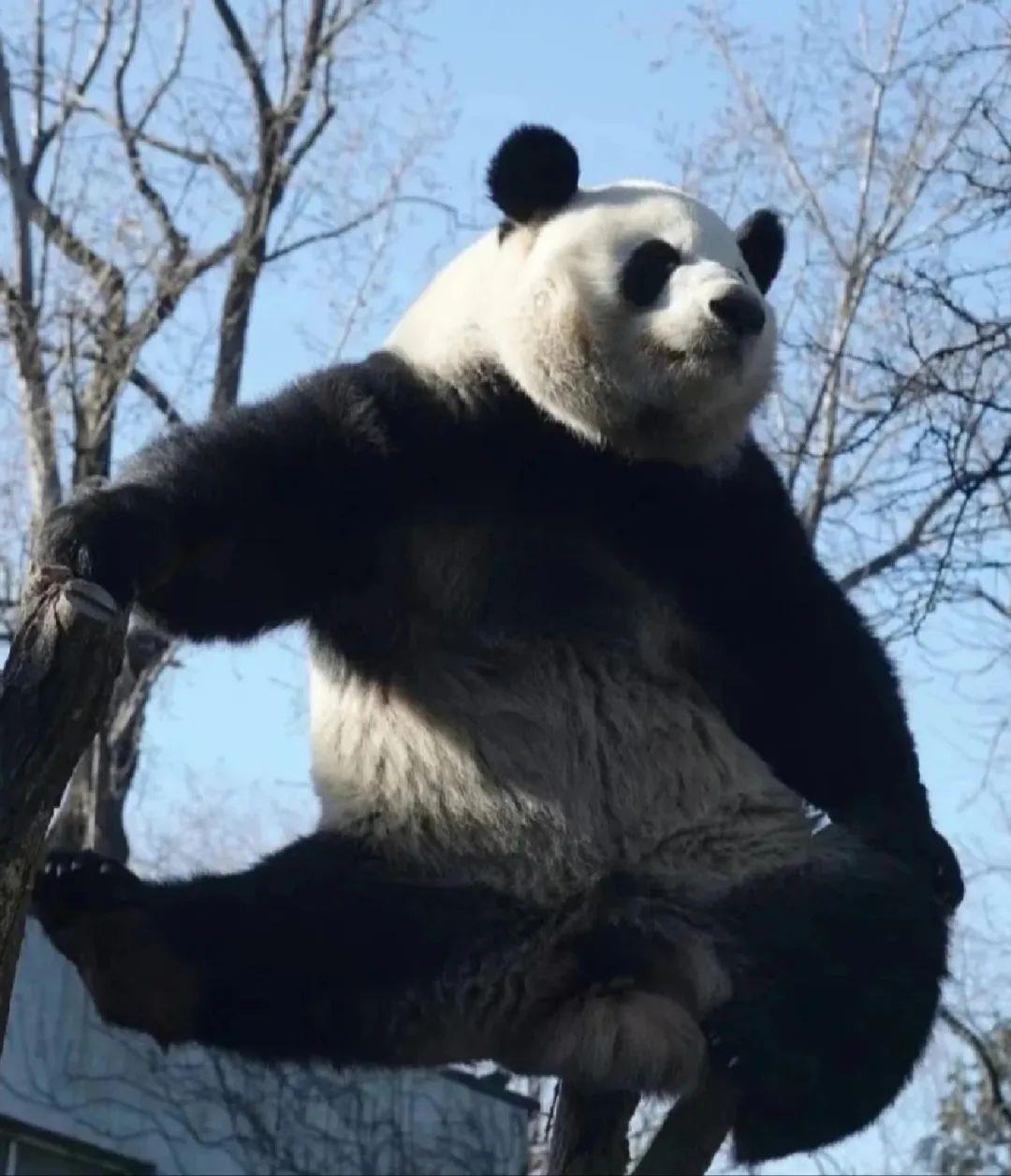 “西直门三太子”，你也太费玩具了！