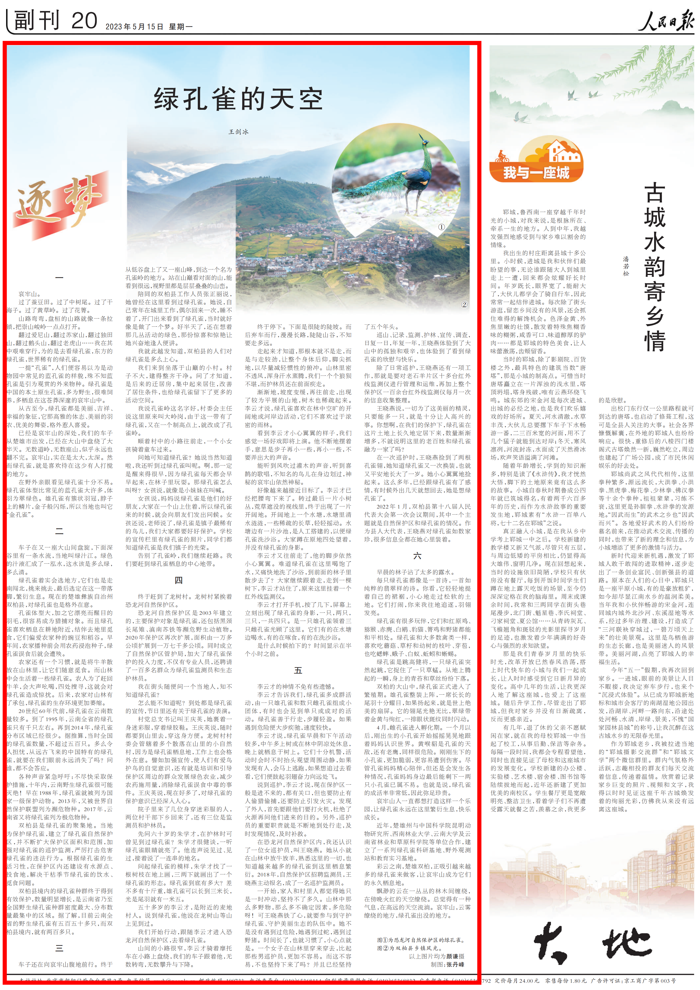 人民日报关注中国本土原生孔雀保护，绿孔雀的天空