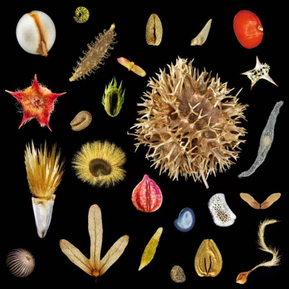 1684739064725842.png 国际生物多样性日稿(1)(3)505.png