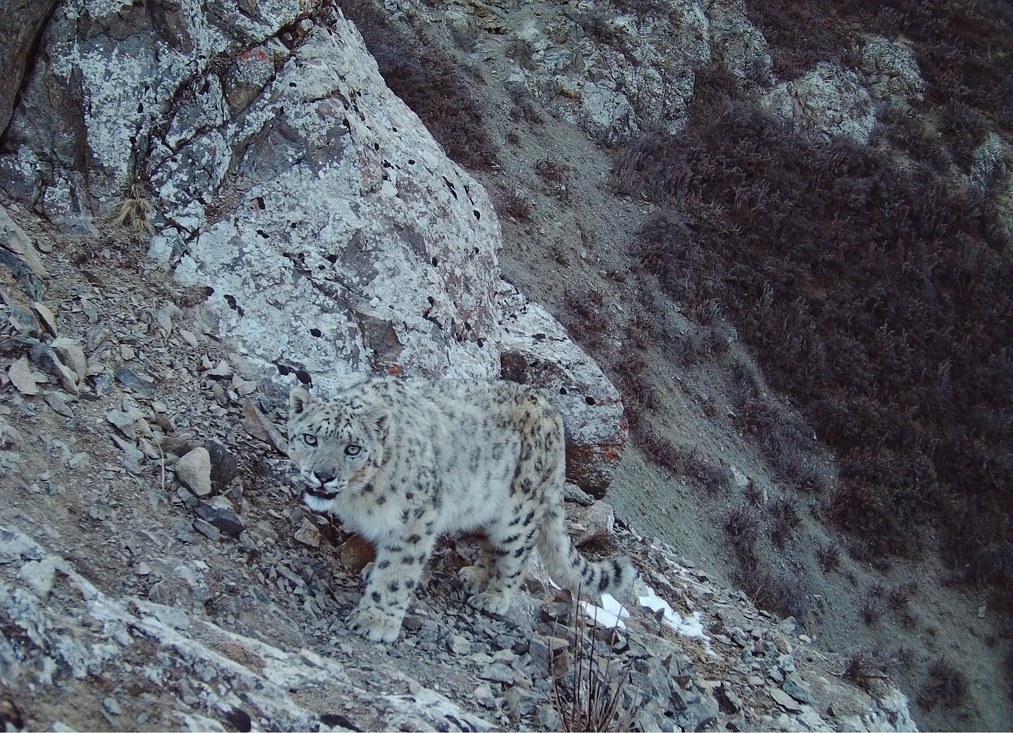 國家一級保護野生動物-雪豹1-陸橋生態中心攝.png?