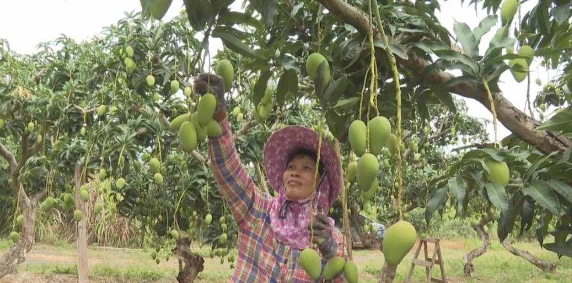 1685608686685387.jpg ▲田东县平马镇东达村,满山芒果树长势喜人。田东县融媒体中心供图.jpg