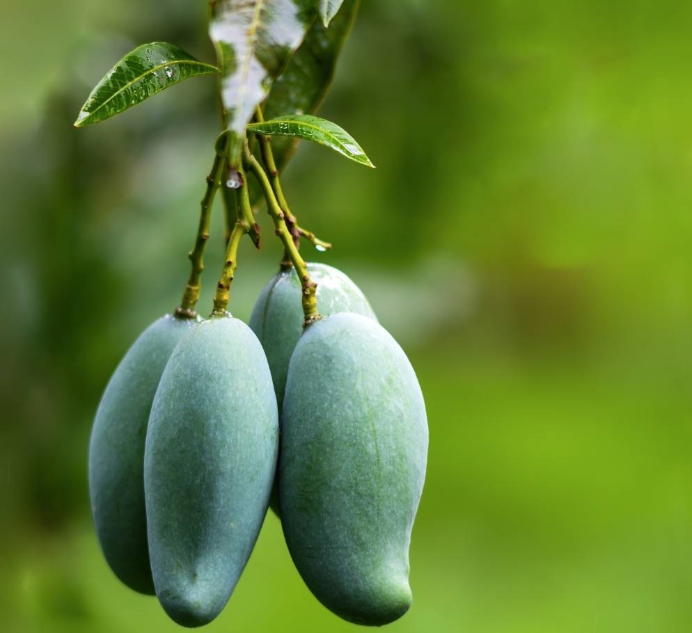 1685608693675275.jpg ▲田东桂七芒。资料图片.jpg