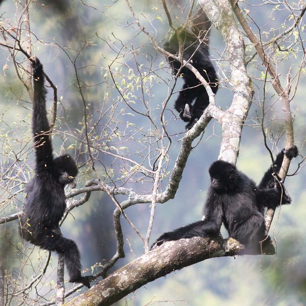西黑冠长臂猿。州林草局供图3.jpg
