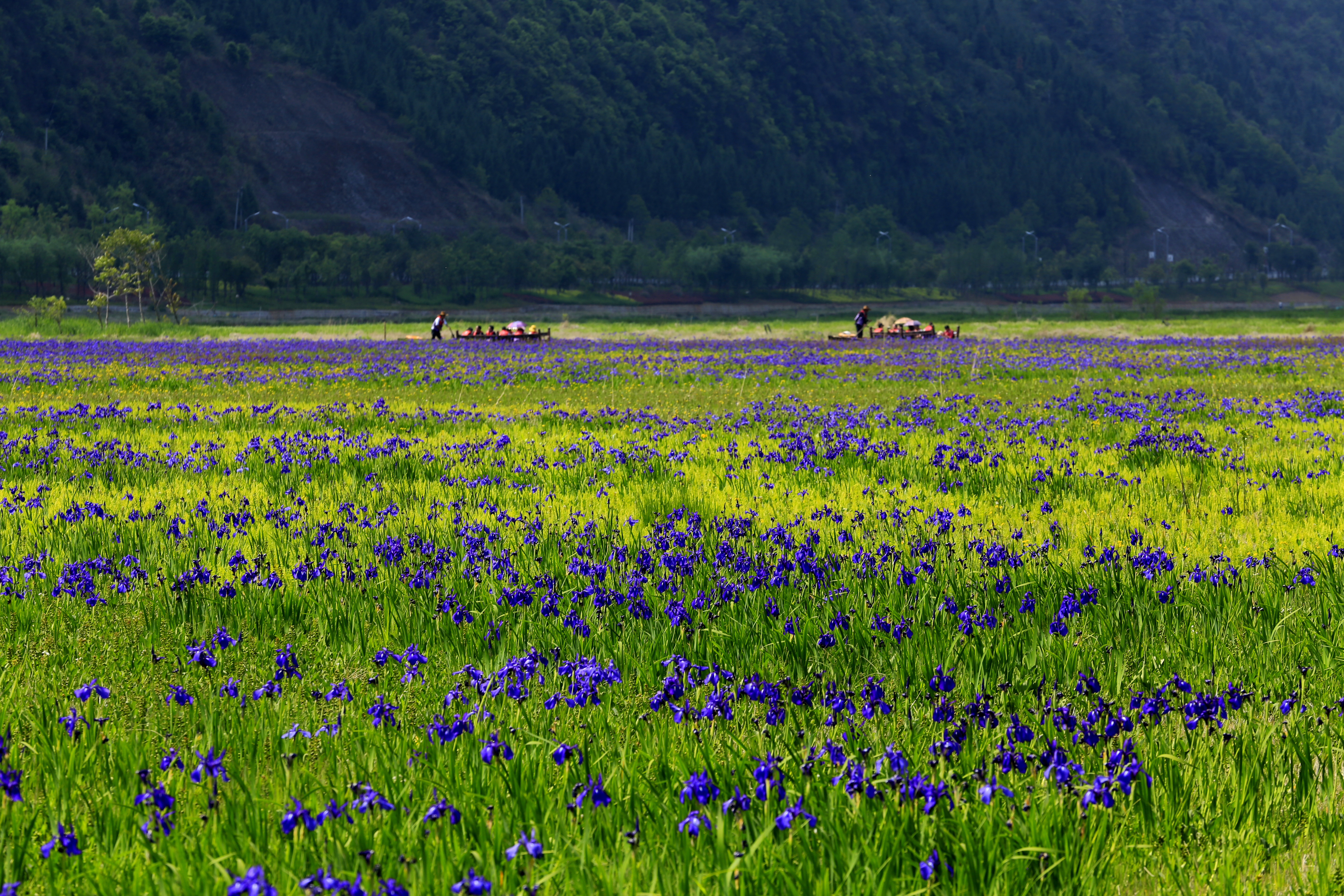 北海湿地 20140419刘正凡摄 (564).JPG