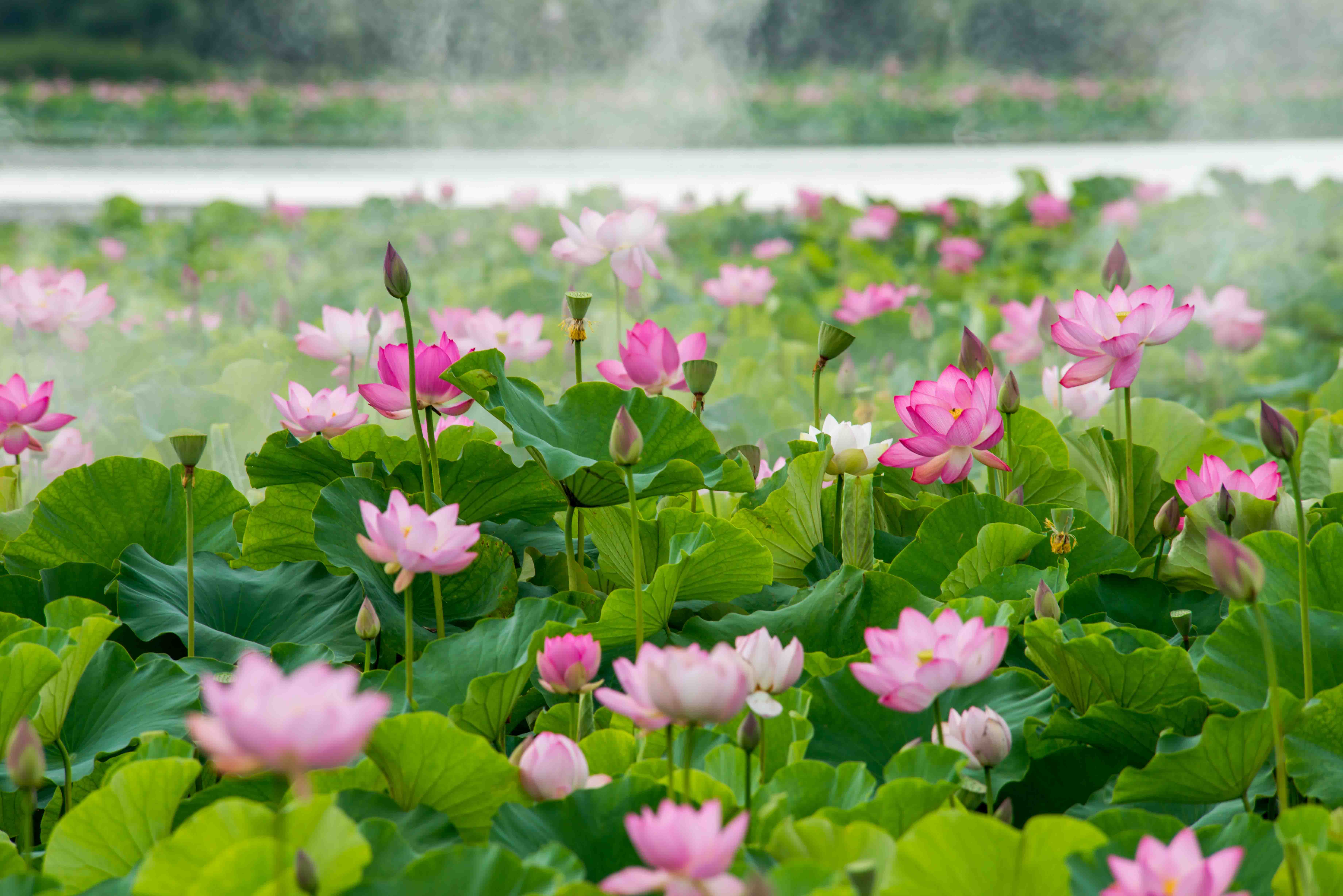 荷花大景.jpg