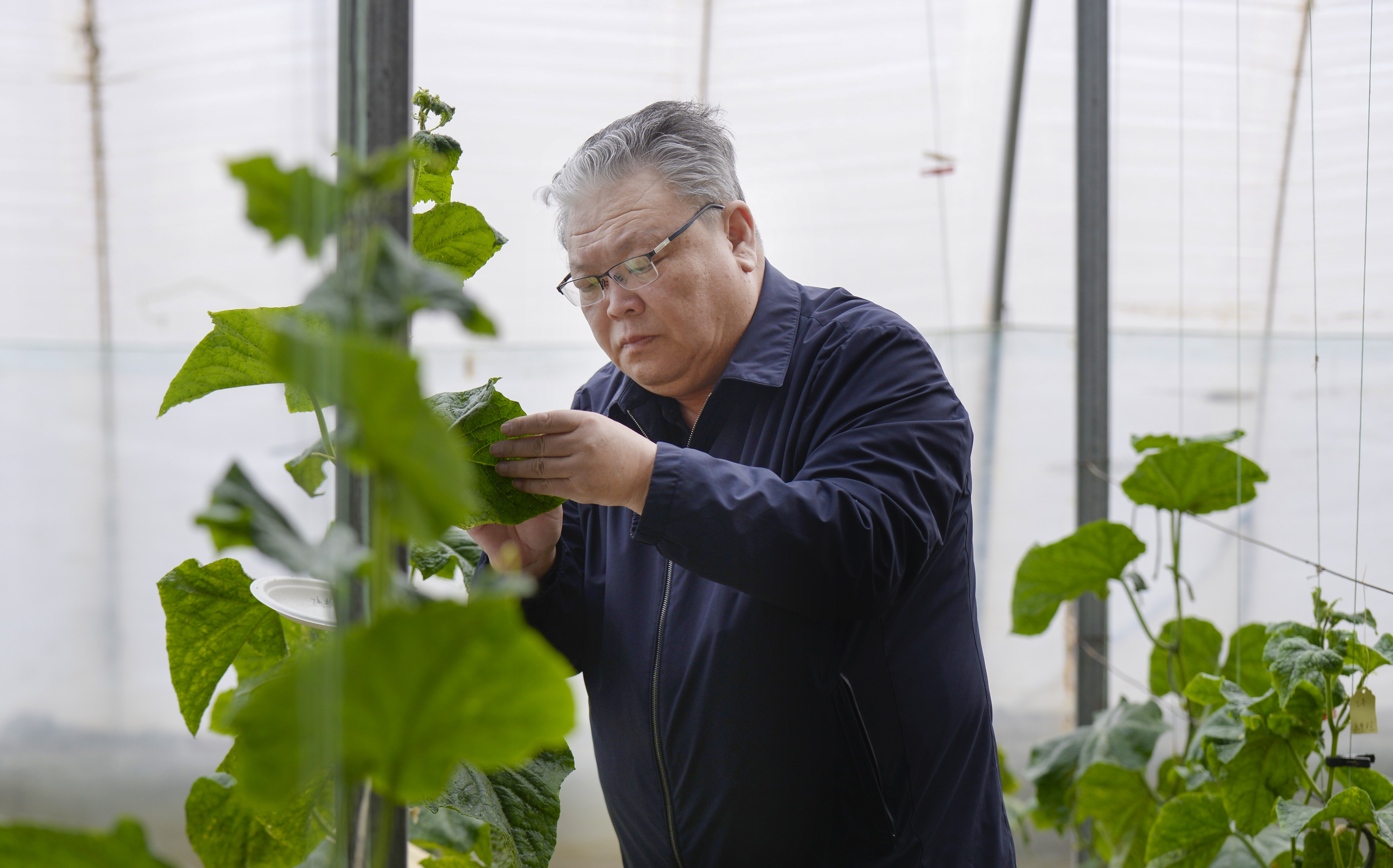 图为关慧明观察试验温室大棚里的作物生长情况。本报记者 张枨摄 (4).JPG