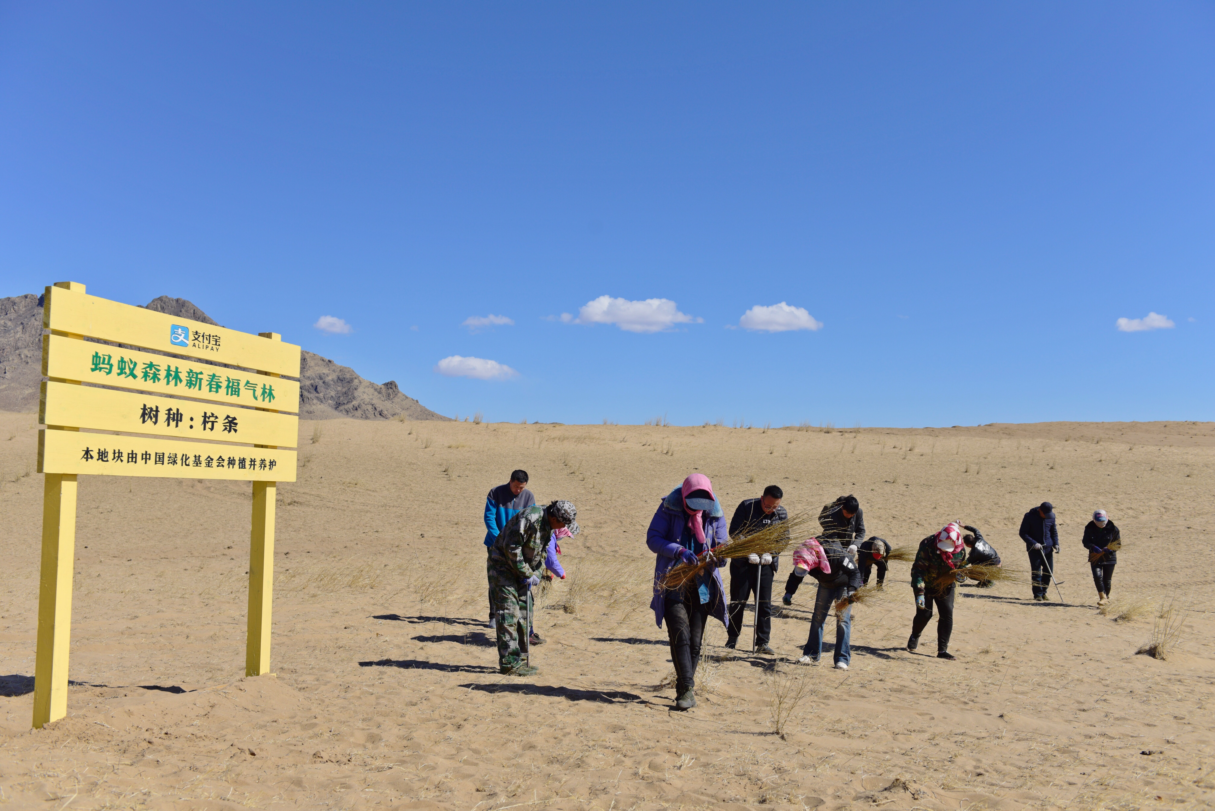 1689595561669683.jpg “蚂蚁森林”项目植树区。(来源:科右中旗委宣传部).jpg