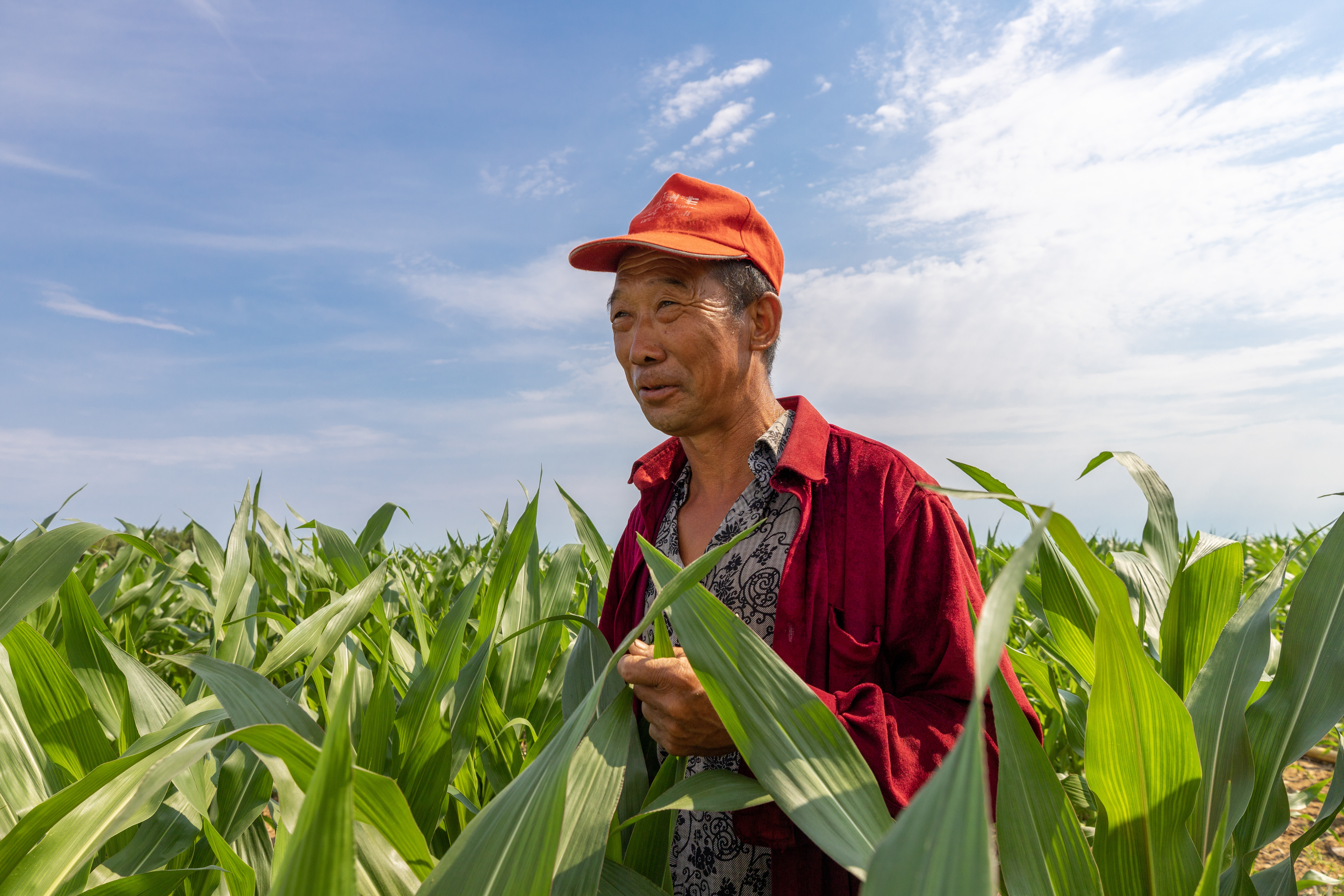 1689596263235286.jpg 张树奎正穿梭在地里查看庄稼长势。 包宝音德力格尔 摄.jpg