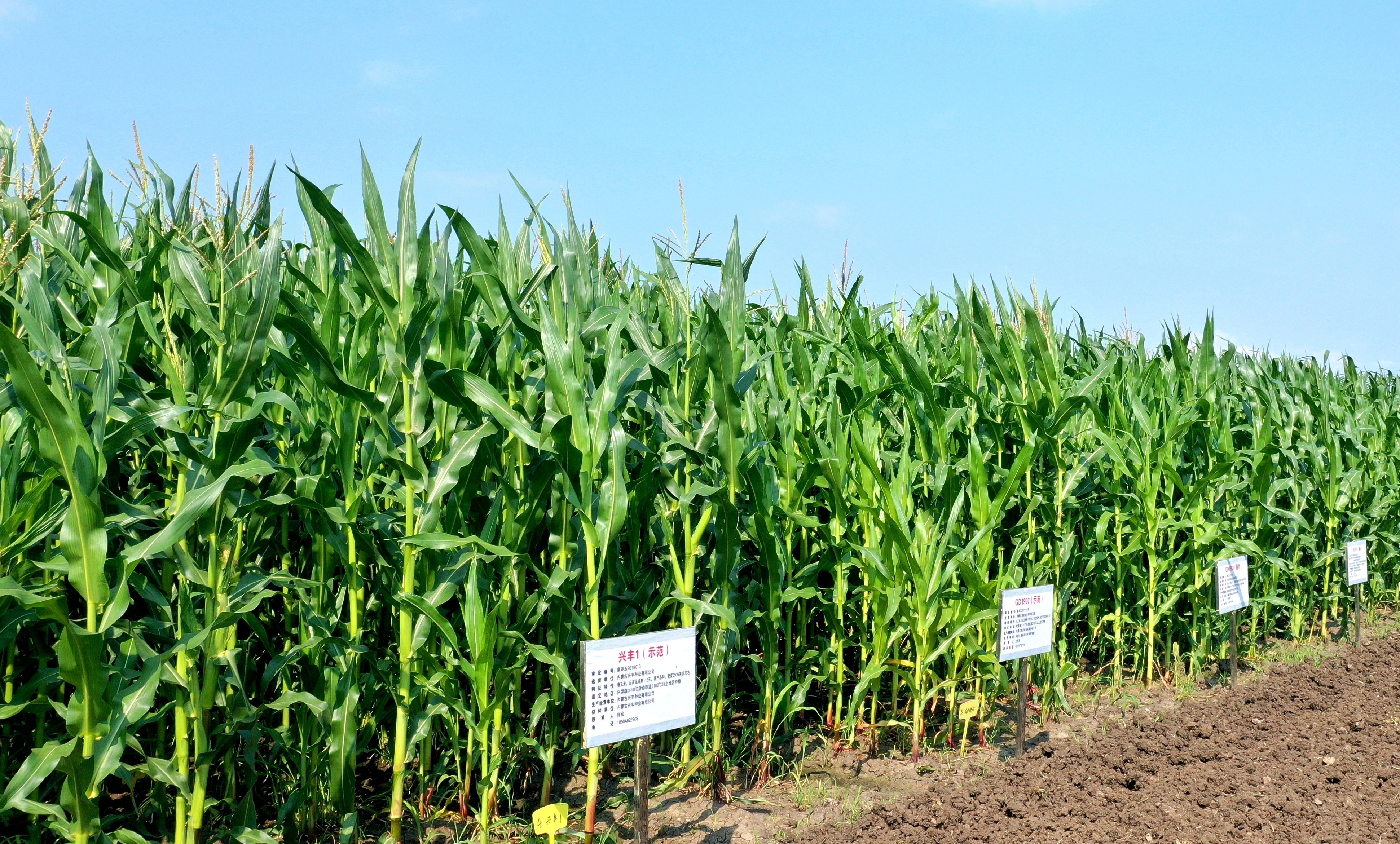 阿荣旗玉米制种基地.jpg