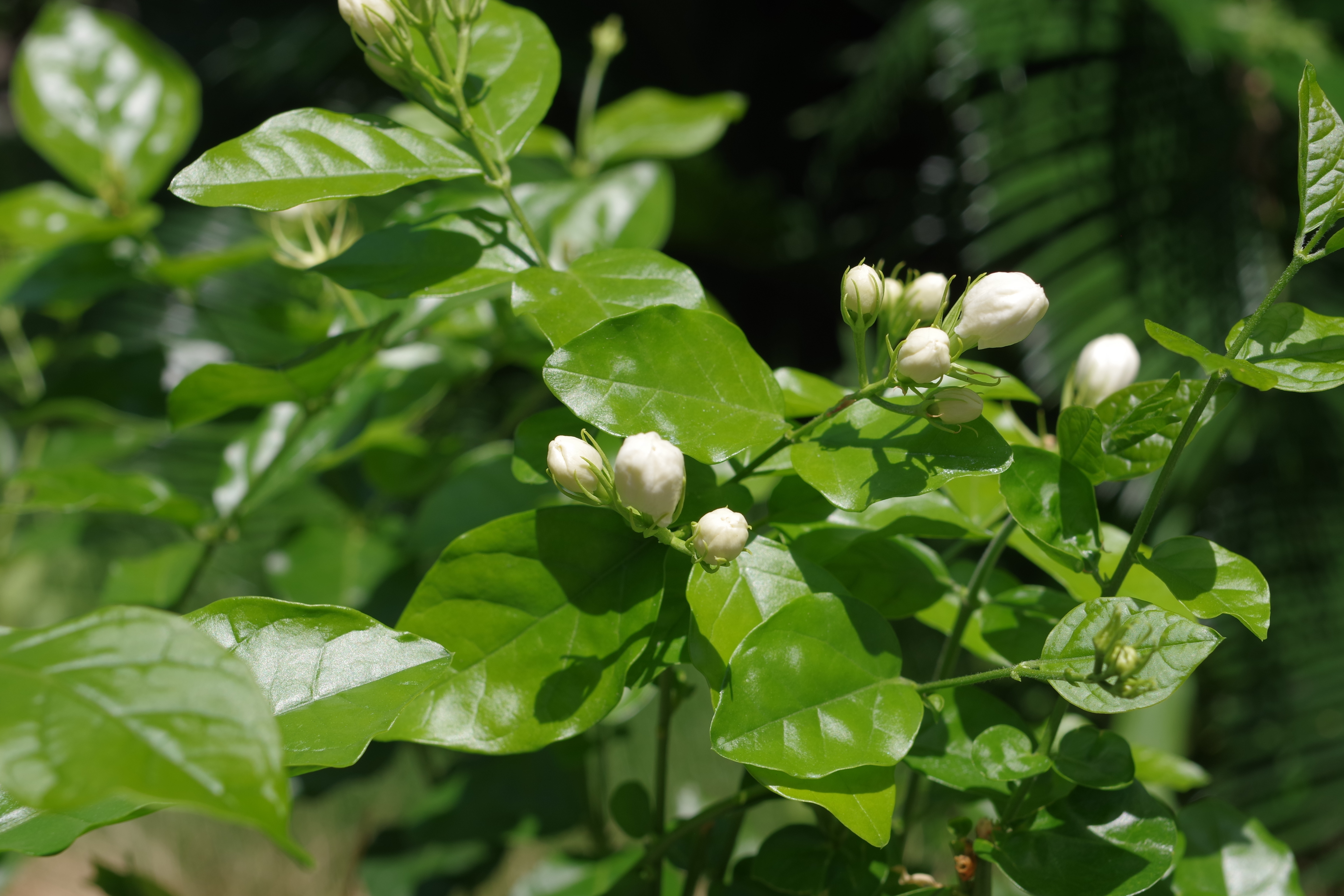 1690614016474203.jpg 园区内的茉莉花。.JPG