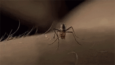 1691048149199575.gif 0033ImPzly4hgjfiew7dqg60ak05y18c02.gif